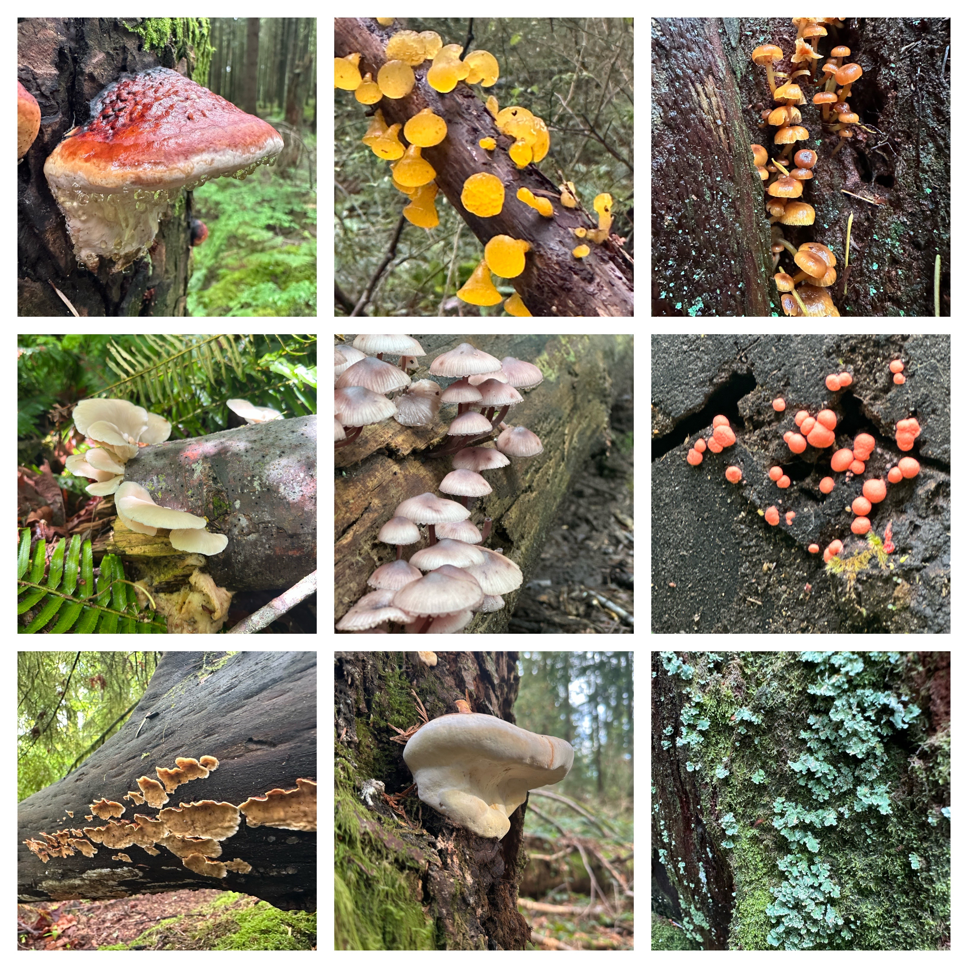 mushrooms in harper park